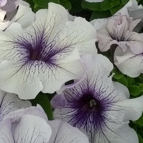 Семена цветов Hem Genetics Петуния крупноцветковая Limbo GP Silver Blue 250 шт. (BN11108-2)