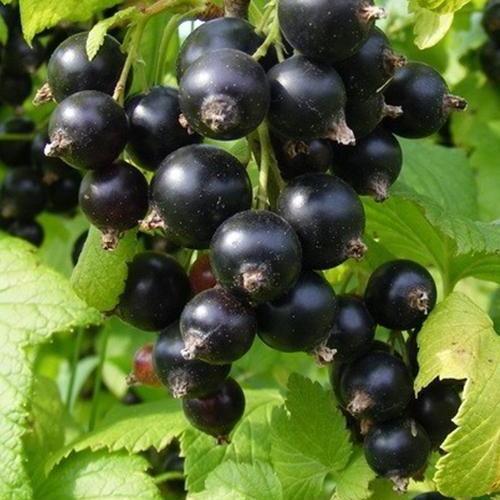 Сажанець Смородина чорна Аметист середньо-пізній термін дозрівання (17527)