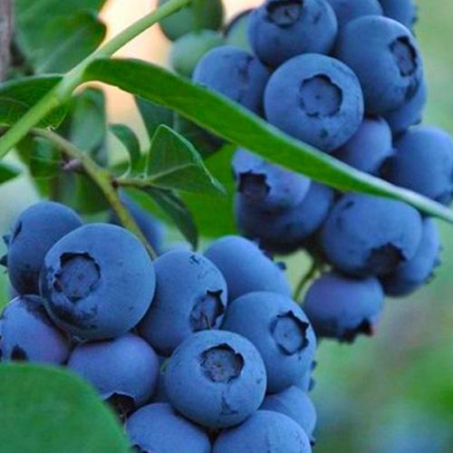 Лохина двохрічна Bluegold 50-70 см (29294227)