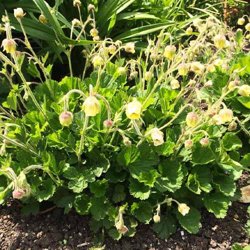 Гравилат Florium Lemon Drops (18126)