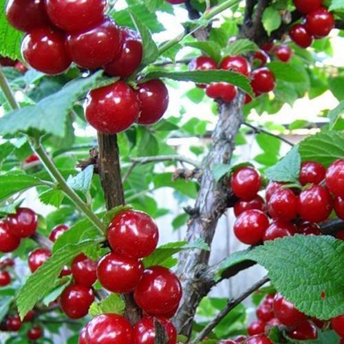 Сажанец Вишня войлочная (38427)