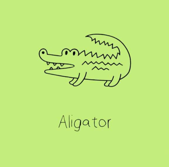 Alligator