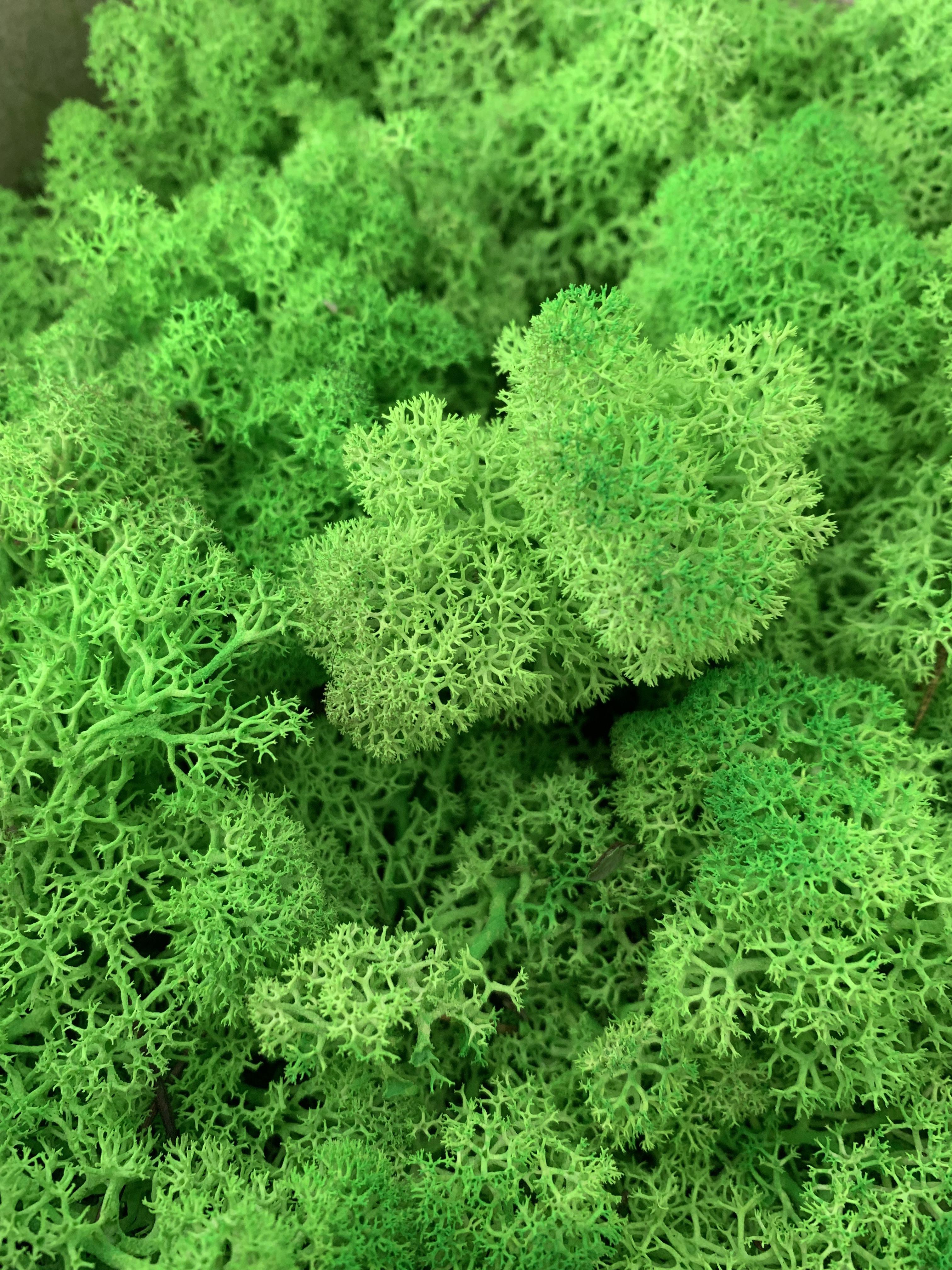 Мох стабілізований норвезький ягель 2 кг Зелений (27320644) - фото 1 Мох стабілізований норвезький ягель 2 кг Зелений (27320644) - фото 1