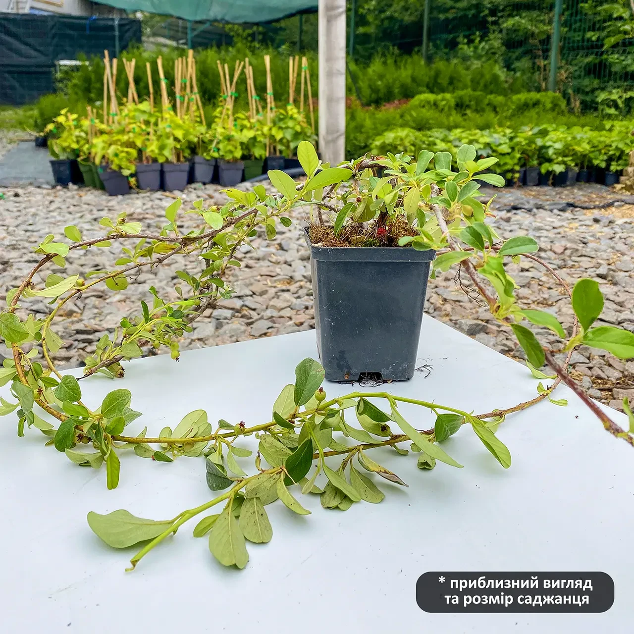 Саджанець Кизильника горизонтального Horizontalis Р9 (18296398) - фото 3