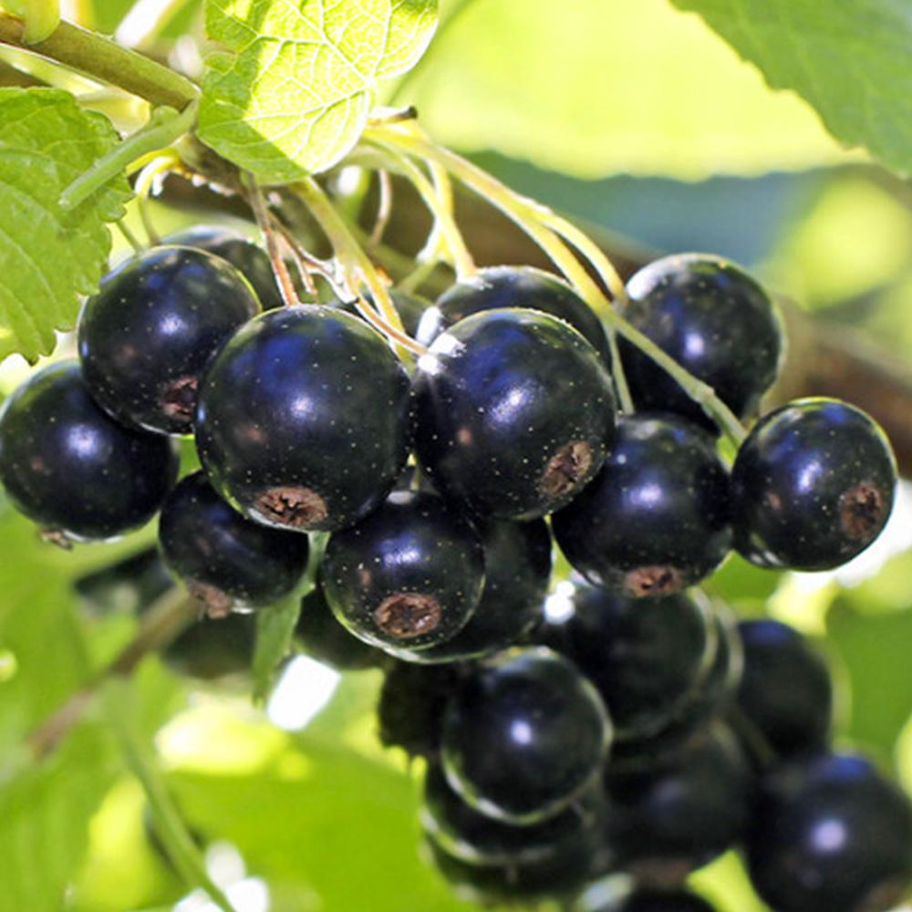 Саджанець смородини Біг Бен (14964938)