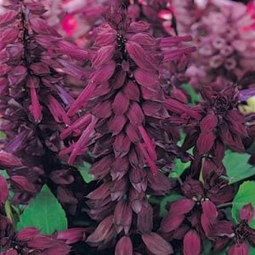 Семена цветов PanAmerican Сальвия блестящая VISTA PURPLE 50 шт. (BN02442-3)