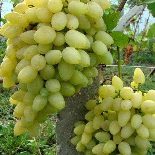 Сажанец Виноград Зарница ранний срок созревания осы практически не трогают (36283)