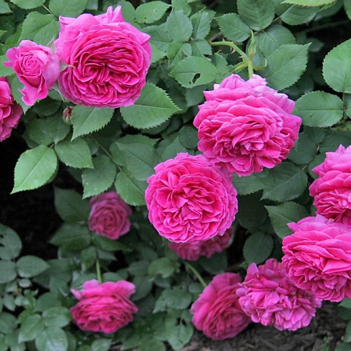 Роза Velet Madame Isaac Pereire Плетистая в контейнере (2669429413)