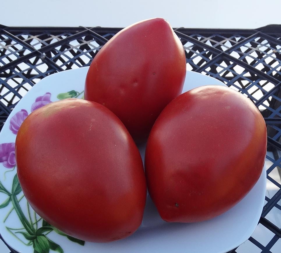 Томат Бездоганний Pure 5 шт. (38299136)