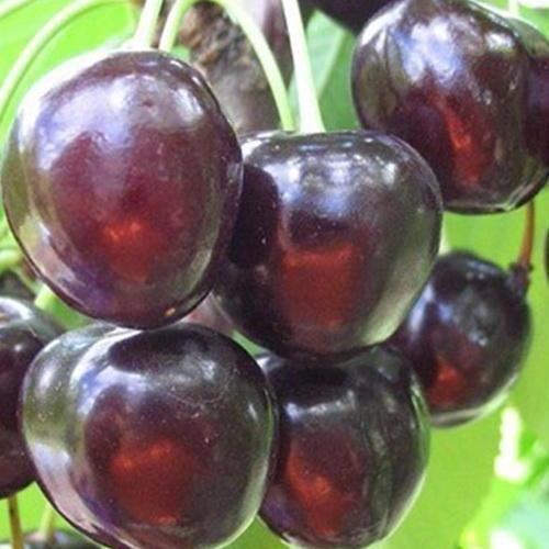 Сажанец Черешня Наполеон черная летний сорт поздний срок созревания (24000)
