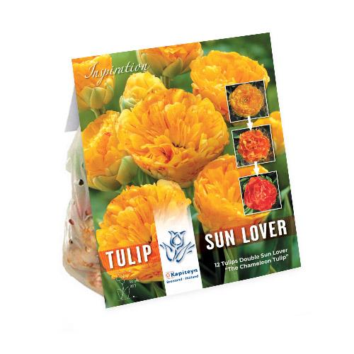 Тюльпан Florium Sunlover брендовые луковицы Kapiteyn (15305)