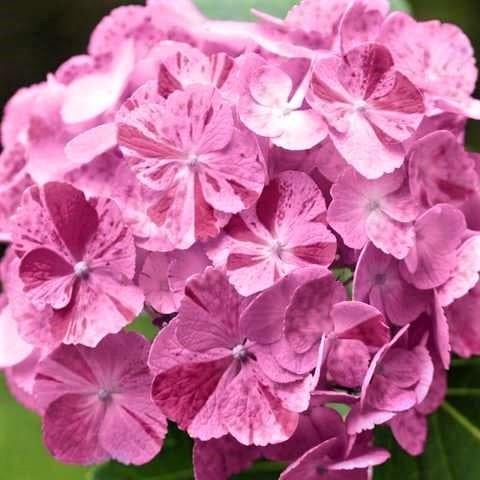 Саджанець гортензії крупнолистної Hydrangea macrophylla Dancing Angel Р9 (1531773204)