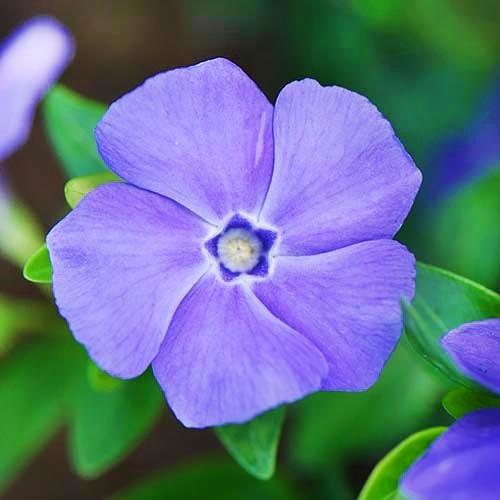 Барвинок Florium La Grave (12888)