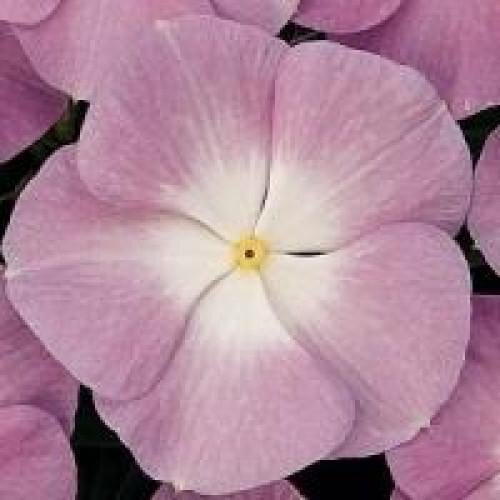 Семена цветов Катарантус TITAN F1 LAVENDER BLUE HALO PanAmerican 10 шт. (BN00633-4)