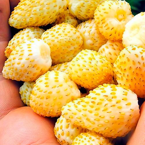 Земляника крупноплодная Желтый чудо ремонтантная в подвесном горшке (29294202) - фото 2