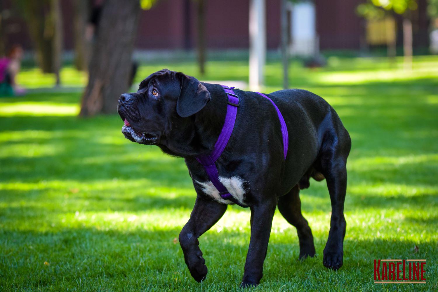 Шлея анатомическая KareLine из нейлона со светоотражающими элементами 25 мм А:340-540 мм В:470-690 мм Фиолетовый (0976/9) - фото 3 Шлея анатомическая KareLine из нейлона со светоотражающими элементами 25 мм А:340-540 мм В:470-690 мм Фиолетовый (0976/9) - фото 3