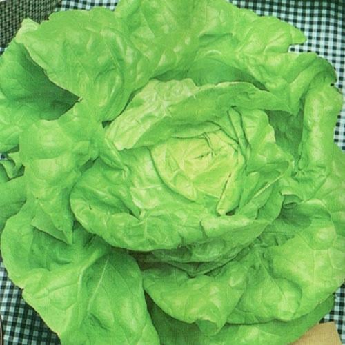 Семена Салат Florium Травнева Королева (17713)