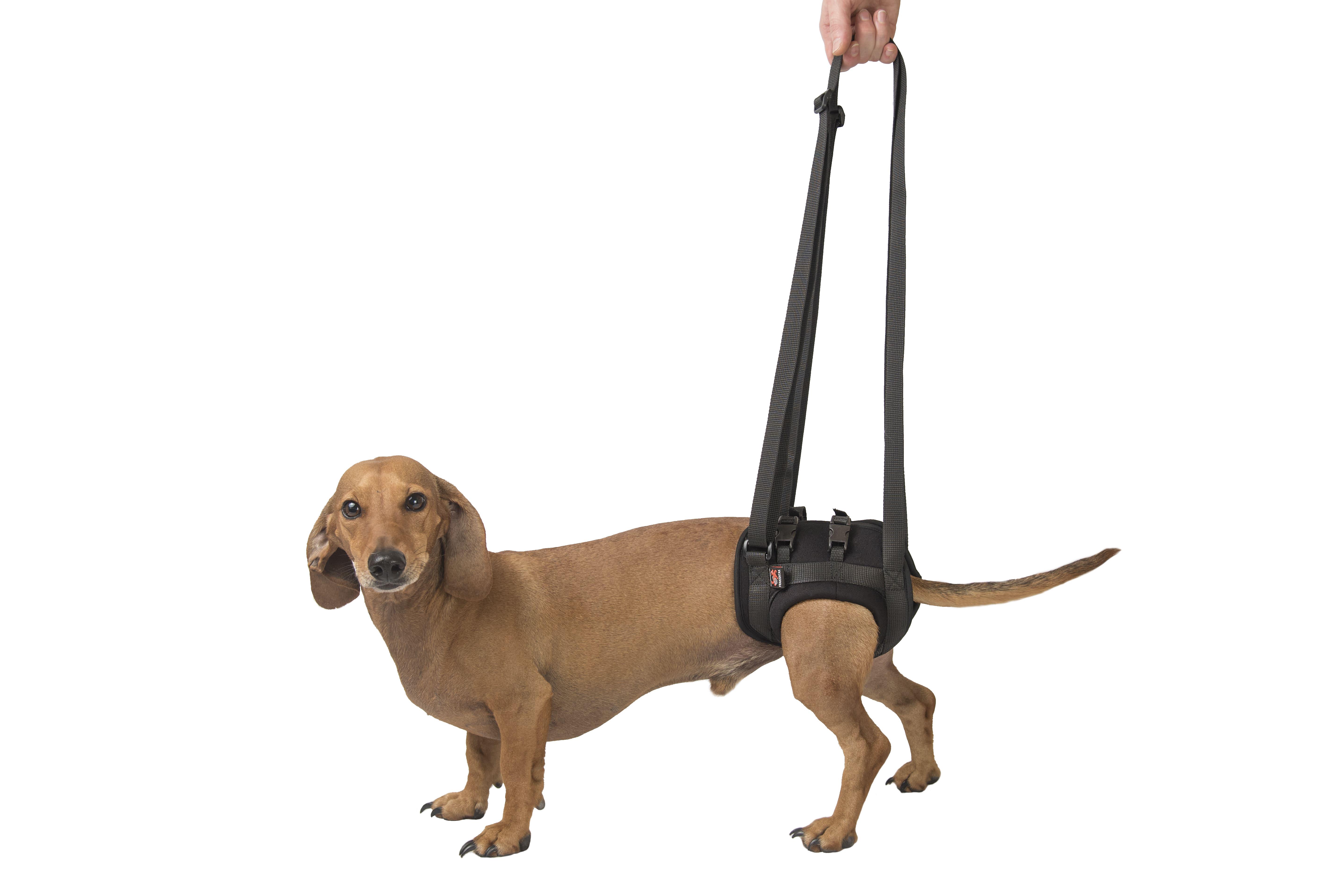 Поддержка для задних лап Frakishtak трусами XS Черный (28414855) - фото 2 Поддержка для задних лап Frakishtak трусами XS Черный (28414855) - фото 2