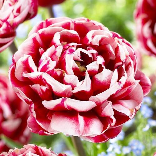 Тюльпан Florium Drumline 20 шт. (18889) Тюльпан Florium Drumline 20 шт. (18889)