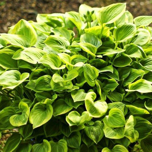 Хоста Florium Golden Tiara (3193)