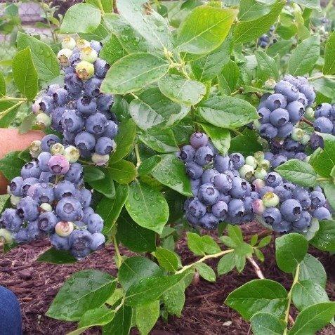 Саджанець лохини Поларіс Середня 2,5-річна С2 (2086317875)