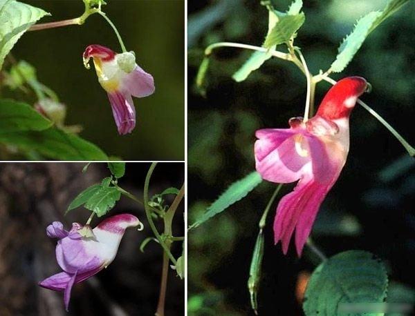 Бальзамин-попугай Impatiens psittacina семена 5 шт. - фото 4 Бальзамин-попугай Impatiens psittacina семена 5 шт. - фото 4
