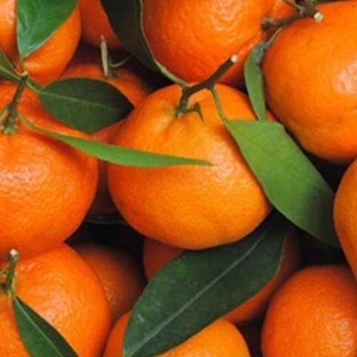 Сажанец Мандарин оранжевый Мандариновый рай Mandarin paradise премиальный супер сочный сорт (44376)