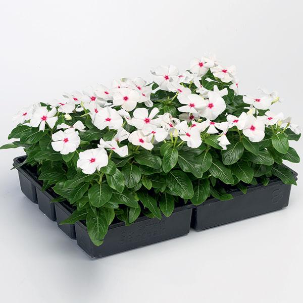 Семена Катарантус SunStorm White With Eye ТД Гекса-Украина 02-01-343 100 шт. (IR003137)