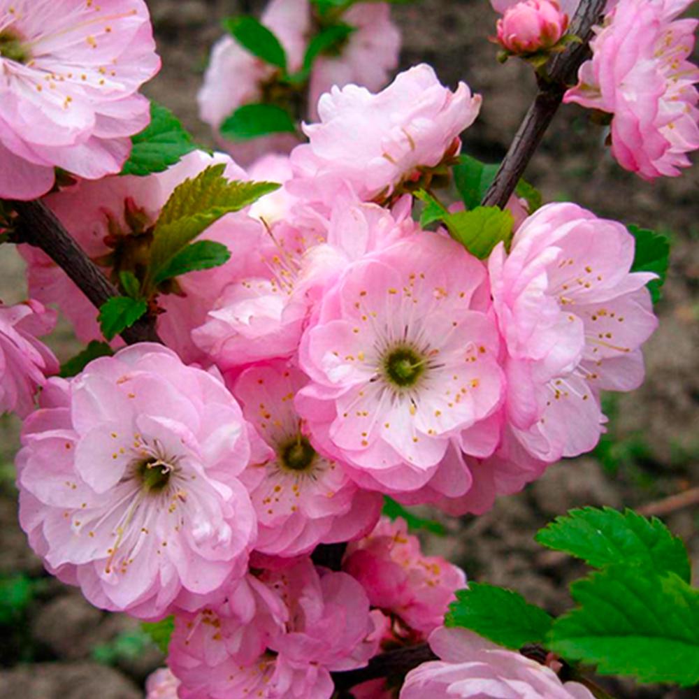 Саженец декоративного миндаля Плена (14965454)