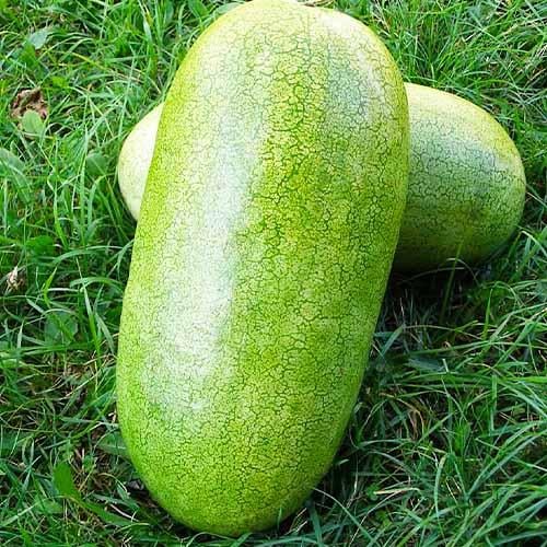 Семена Кавун Florium Чарльстон Грей (3367) - фото 2