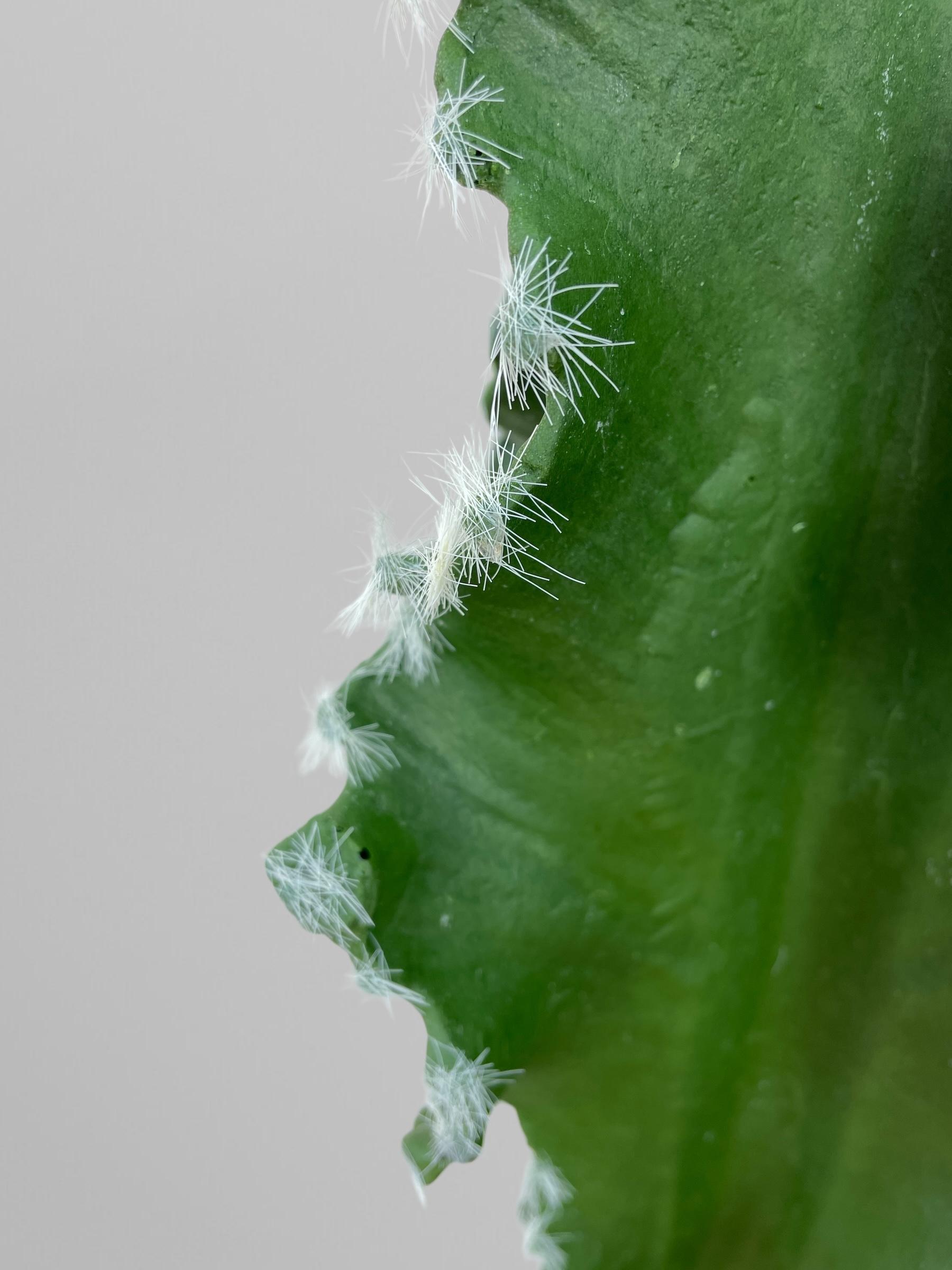 Искусственный кактус 138 см Зеленый (Р06007) - фото 4