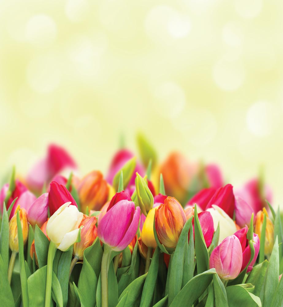 Фотообои WS Wallpaper Тюльпаны 240x260 см (31026)