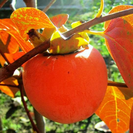 Саженец хурмы Гора Говерла трехлетняя самоплодная средняя (1317804807) - фото 2 Саженец хурмы Гора Говерла трехлетняя самоплодная средняя (1317804807) - фото 2