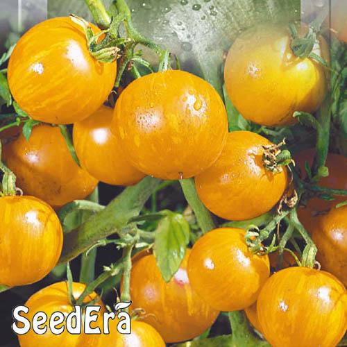 Семена Томат Florium Вернісаж Жовтий (16842)