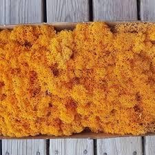 Стабілізований мох Scandinavia 100 г (orange 51) - фото 3