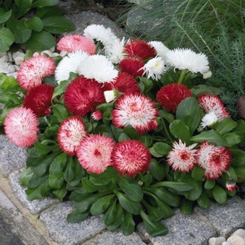 Семена цветов Benary Маргаритка Habanera Mix 25 шт. (BN02930-4)