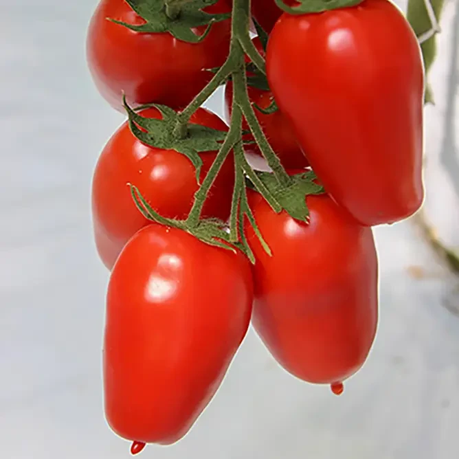 Томат Айдар F1 CL 250 шт. (2498424208) - фото 2