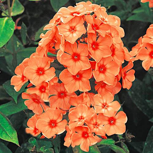 Флокс Florium Orange Perfection (3168)