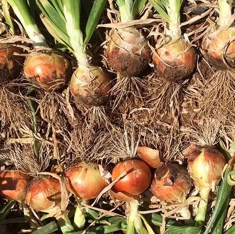 Насіння Цибуля Ріпчаста Enza Zaden CAOBA F1 250 000 шт. (1994924308) - фото 2 Насіння Цибуля Ріпчаста Enza Zaden CAOBA F1 250 000 шт. (1994924308) - фото 2