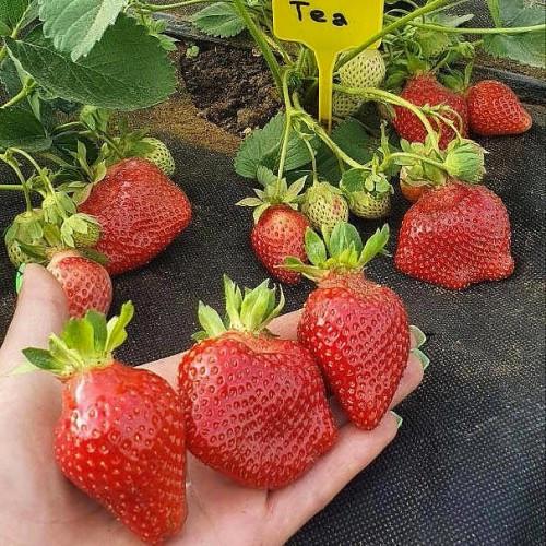 Саженец клубники Тея поздняя (1894860128) - фото 3 Саженец клубники Тея поздняя (1894860128) - фото 3