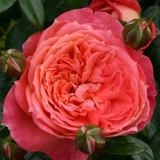 Роза Кордесса Queen of Hearts 1 шт. (40c020ba9ca811e598d7001b7804db10)