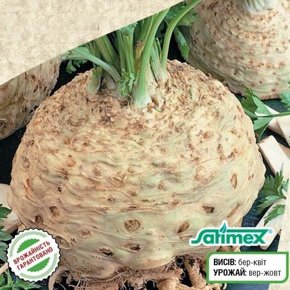 Насіння Селера Florium кореневої Аніта (3415) - фото 2 Насіння Селера Florium кореневої Аніта (3415) - фото 2