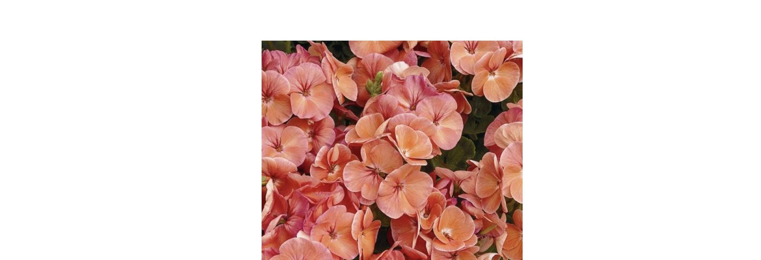 Семена цветов Syngenta Пеларгония садовая Multibloom Salmon 250 шт. (BN01651-2)