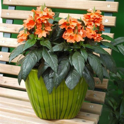 Кроссандра TROPIC FLAME PanAmerican 100 шт. h 25 см (BN00795-2)