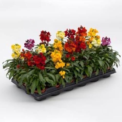 Семена цветов Желтый черри Лакфиоль Sugar Rush Formula Mix Syngenta 250 шт. (BN07990-2)