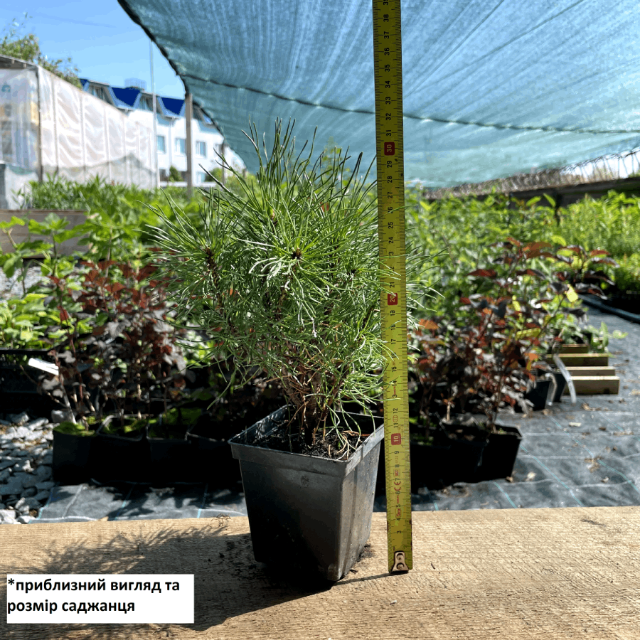 Саженец сосны горной Pinus Mugo Rotundata Р9 (645194136) - фото 2 Саженец сосны горной Pinus Mugo Rotundata Р9 (645194136) - фото 2