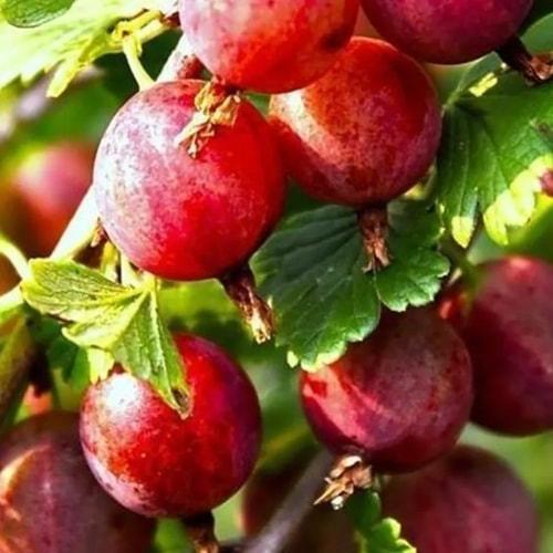 Саджанець Аґрус Високий замок укорінений у контейнері ранній термін дозрівання (152640)