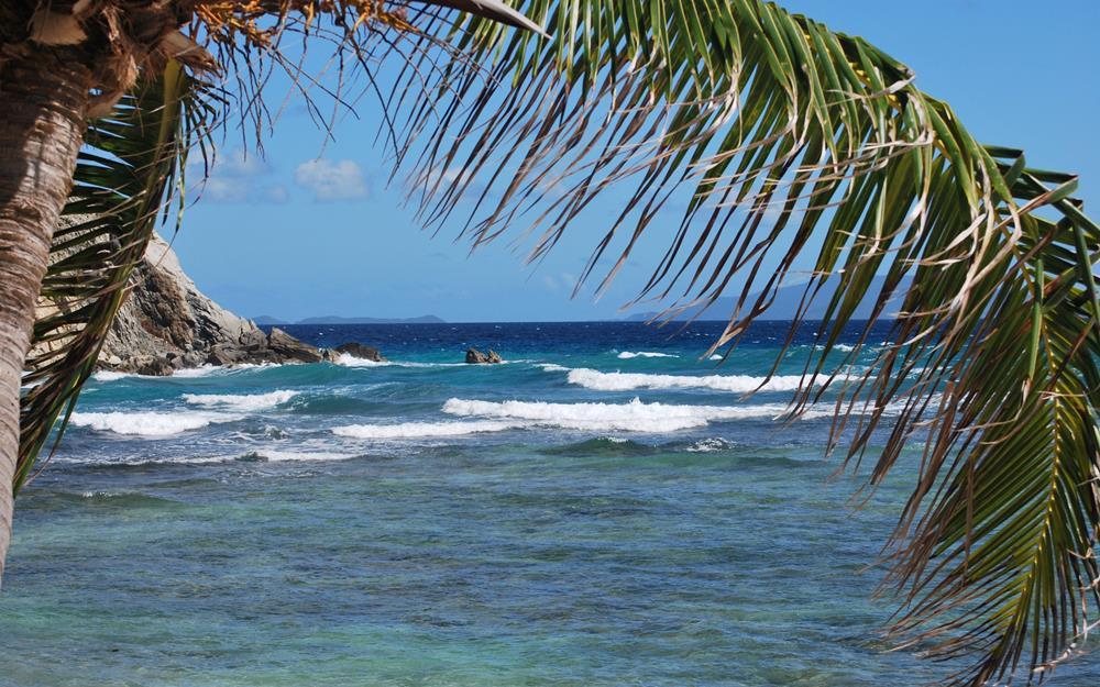 Картина на холсте Пальмы 30х40 см (N507)