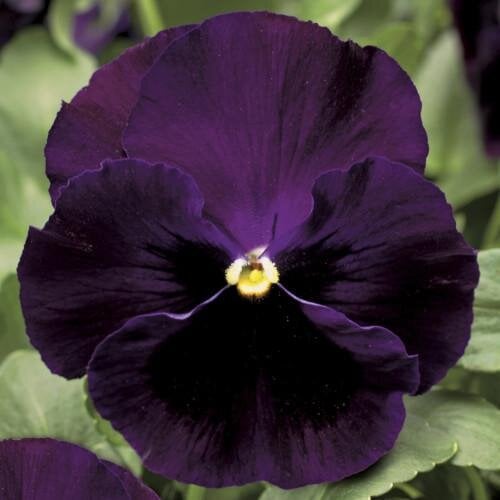 Семена цветов Виола Colossus F1 Purple with Blotch Syngenta 500 шт. (BN03139-2)
