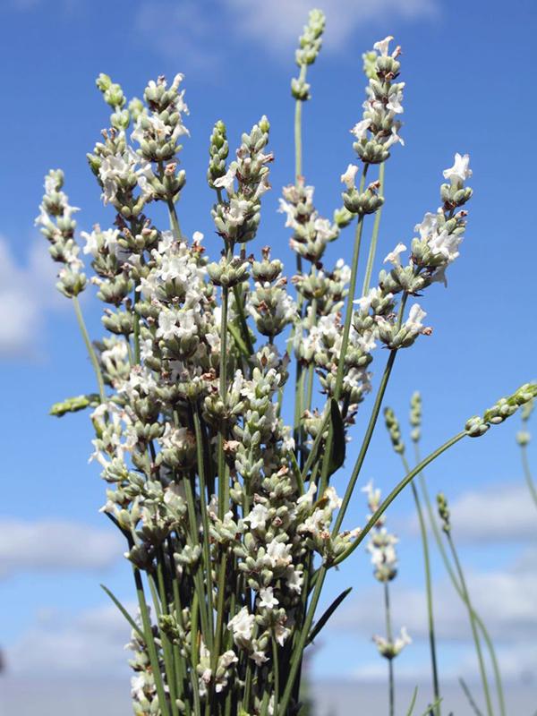 Лаванда узколистная Альба Lavandula Alba 1 шт. (38281817)
